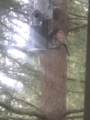 Haemorhous purpureus