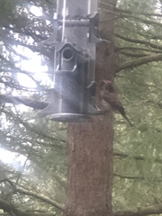 Haemorhous purpureus