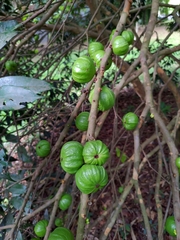 Plinia edulis