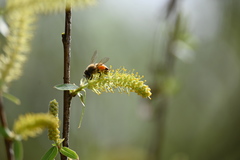 Apis mellifera