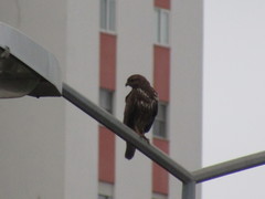 Buteo buteo