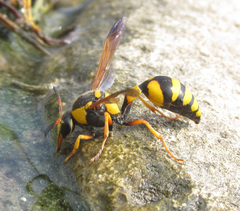 Katamenes dimidiatus