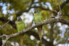 Thectocercus acuticaudatus