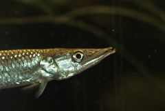 Gar Characin photo 5