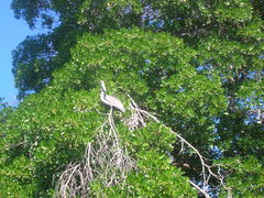 Pelecanus occidentalis