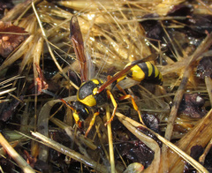 Katamenes dimidiatus