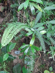 Asplenium lunulatum