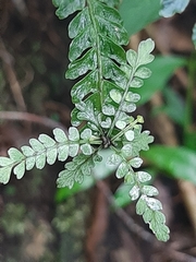 Asplenium lunulatum