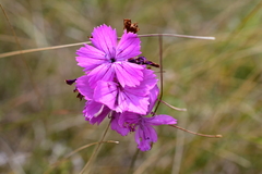Dianthus membranaceus