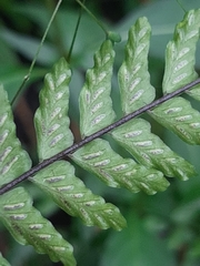 Asplenium lunulatum