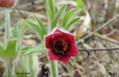 Pulsatilla cernua