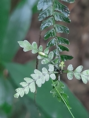 Asplenium lunulatum
