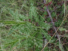 Berkheya discolor image