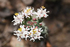 Euphorbia inermis