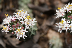 Euphorbia inermis