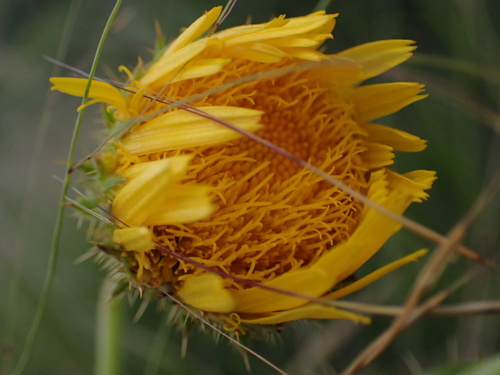 Berkheya discolor image