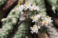 Euphorbia inermis
