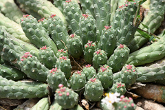 Euphorbia inermis