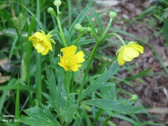 Ranunculus cantoniensis