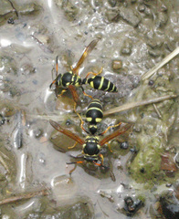 Katamenes flavigularis