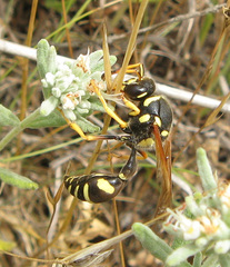 Katamenes flavigularis
