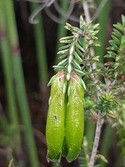 Erica viridiflora