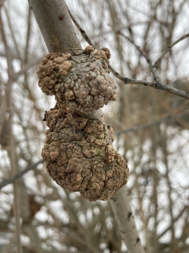 Agrobacterium radiobacter