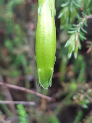 Erica viridiflora