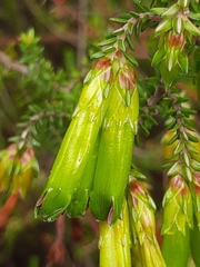 Erica viridiflora