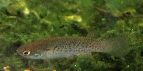 Cynodonichthys magdalenae