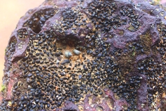 Brachidontes