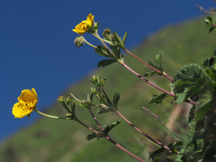 Potentilla grandiflora