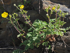 Potentilla grandiflora