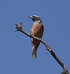 White-Browed Woodswallow photo 3