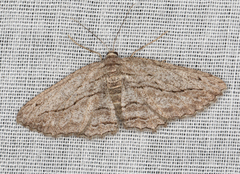 Scioglyptis loxographa