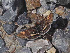 Pyrausta porphyralis