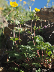 Potentilla grandiflora