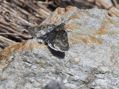 Metaxmeste phrygialis