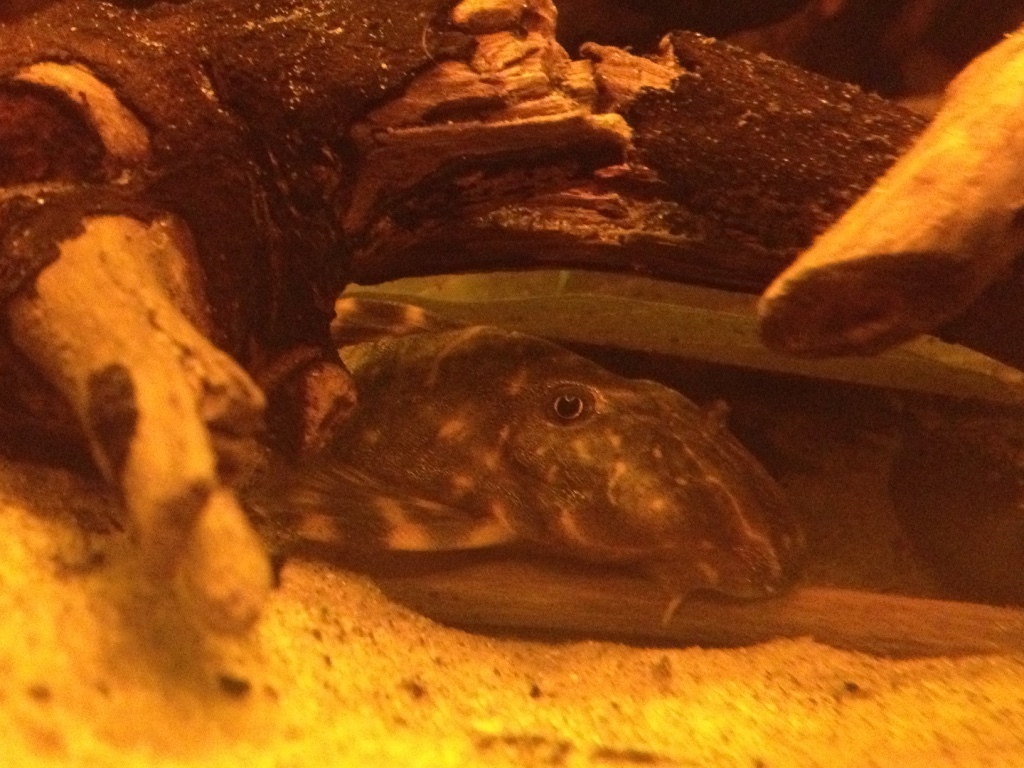 Clown Plecostomus