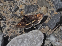 Pyrausta porphyralis