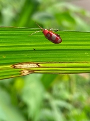 Omophoita sexnotata