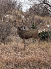 Odocoileus hemionus