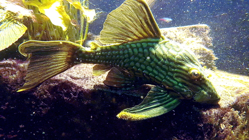Armbruster's Pleco
