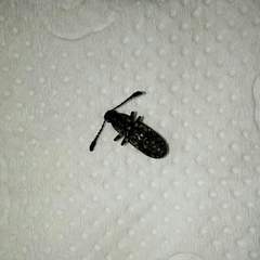 Eucorynus crassicornis