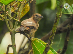 Coryphospingus cucullatus