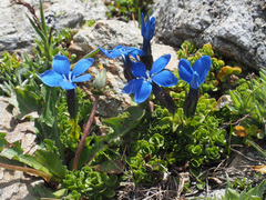 Gentiana bavarica