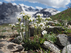 Androsace obtusifolia