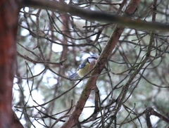 Cyanistes caeruleus