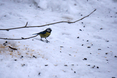 Cyanistes caeruleus