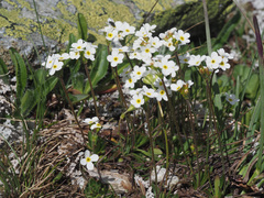 Androsace obtusifolia